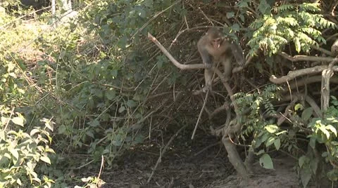 Two monkeys chasing each other of a branch 스톡 동영상 10579026