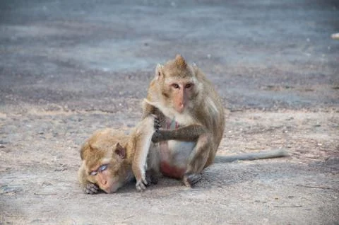 Two monkeys cleansing each other Stock Photos