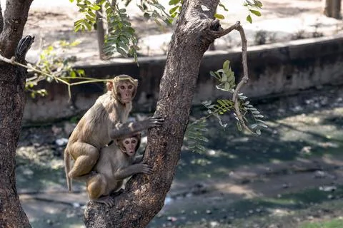 Two Monkeys Climb a Tree Together, Showing Family Bond Stock Photos