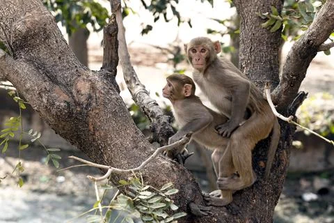 Two Monkeys Climb a Tree Together, Curious Primate Family in a Natural Habitat Stock Photos