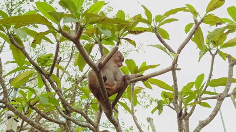 Two Monkeys climbing through Branches in Upward Angle View with Green Leaves for Stock Footage 323655279