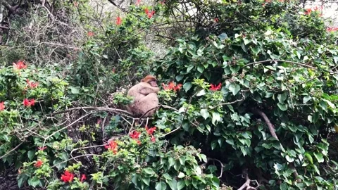 Two monkeys climbing up trees. Video stock 153092330