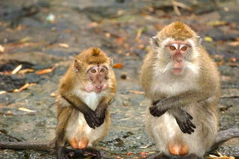 Two monkeys couple sitting side by side Stock Photos
