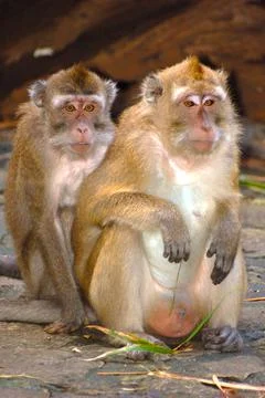 Two monkeys couple sitting side by side Stock Photos