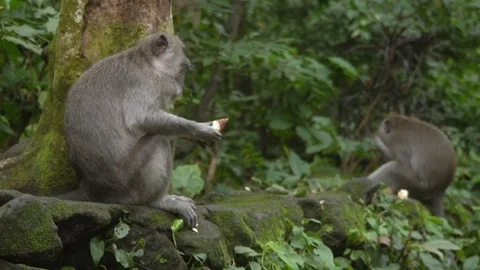 Two monkeys is eating the batata in the jungle of Bali. Stock Footage 104286305