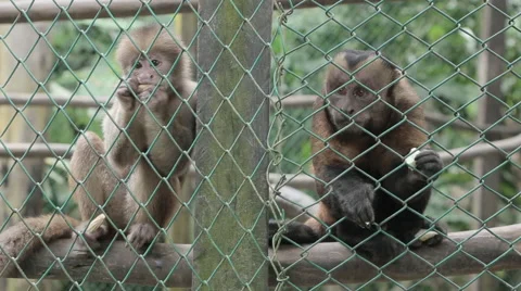 Two monkeys eating Stock Footage 46624219