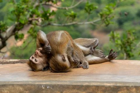 Two Monkeys Fighting On The Floor Stock Photos