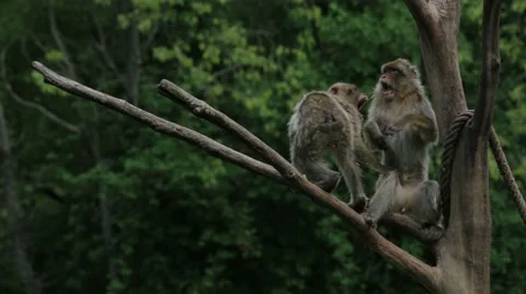 Two Monkeys Fighting Vídeos de archivo 65786471
