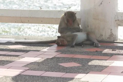 Two monkeys find fleas. Stock Photos