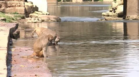 Two Monkeys 스톡 동영상 22478734