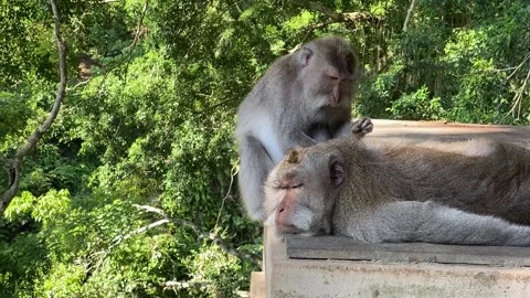 Two monkeys Stock Footage 156368257