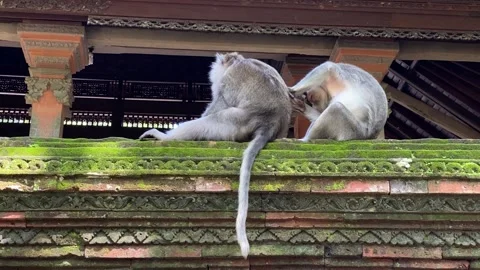 Two monkeys Stock Footage 156368278