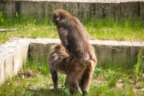 Two monkeys in a grassy enclosure Stock Photos