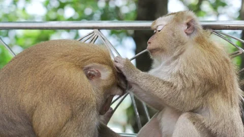 Two Monkeys grooming another one sitting on a stone railing Stock Footage 156816457