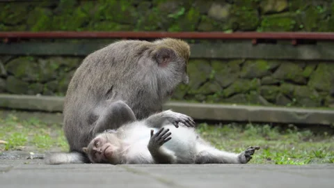 Two monkeys grooming  each other in Ubud, Bali, Indonesia. Stock Footage 263542317