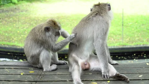 Two monkeys grooming  each other in Ubud, Bali, Indonesia. Stock Footage 263542768