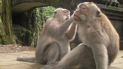 Two Monkeys Grooming Video stock 5297206
