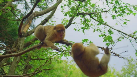 Two monkeys hang from a branch, engaged in playful wrestling 스톡 동영상 310755144