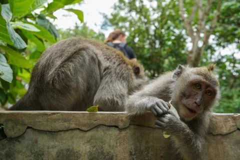 Two monkeys helps to get rid of fleas to another, Bali 스톡 사진