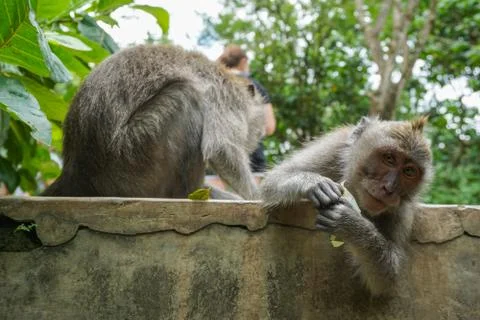 Two monkeys helps to get rid of fleas to another, Bali Stock Photos