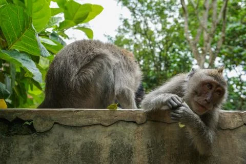Two monkeys helps to get rid of fleas to another, Bali Stock Photos