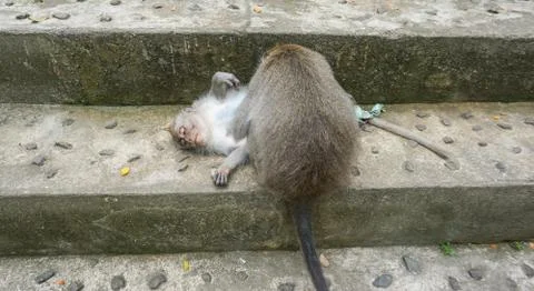 Two monkeys helps to get rid of fleas to another, Bali Stock Photos