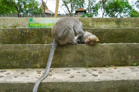 Two monkeys helps to get rid of fleas to another, Bali 스톡 사진