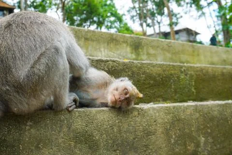 Two monkeys helps to get rid of fleas to another, Bali 스톡 사진