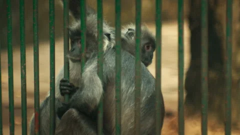 Two monkeys hug each other in a cage at the zoo. Static shot Stock Footage 269955597