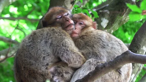 Two monkeys hugging an sleeping on a tree Stock Footage 109638046