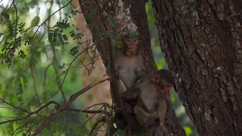 Two monkeys interacting on tree branch in natural forest Stock Footage 332611824