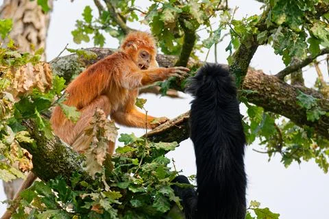 Two Monkeys Interacting in Tree Stock Photos