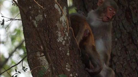 Two monkeys interacting on tree trunk in forest Stock Footage 332611934