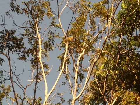 Two Monkeys Jumping Between Tree Branches in the Amazon Jungle Rainforest Video stock 112934934