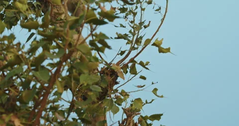 Two Monkeys jumping on tree branches in green lush. Macaque - Macaca Radiata Or Stock Footage 279313960