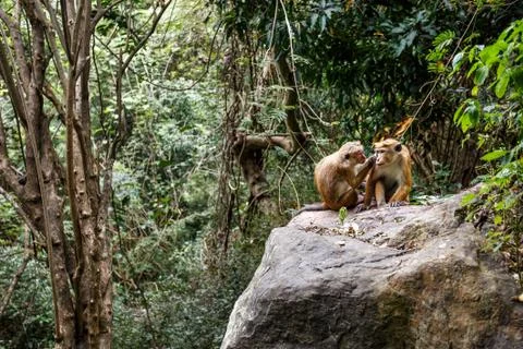 Two monkeys of the Jungle. Stock Photos