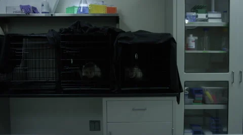 Two monkeys kept in cages at veterinary clinic 스톡 동영상 67555298