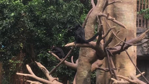 Two Monkeys In Large Tropical Tree  Video stock 171439257