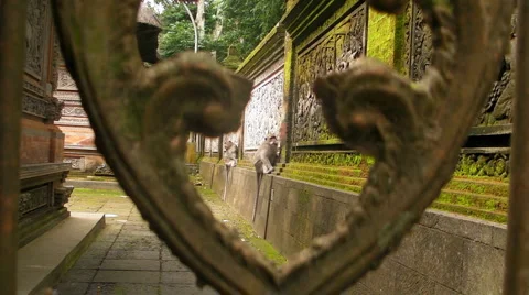 Two Monkeys Lick the Temple Walls Video stock 5147761