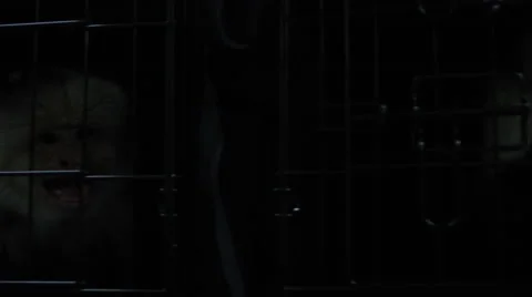 Two monkeys locked inside a metal cage in veterinary clinic Vídeos de archivo 67555338