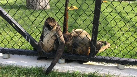 Two Monkeys Looking For Something  Stock Footage 91904244