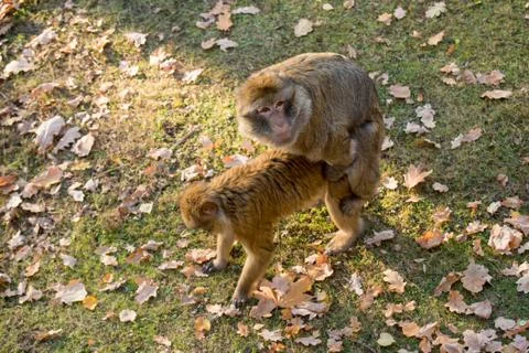 Two monkeys Macaca Sylvanus copulating at the zoo Foto stock