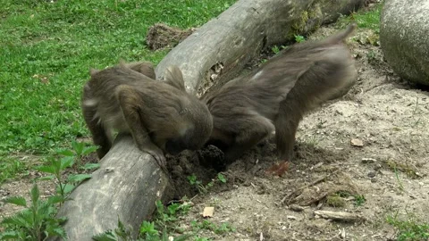Two monkeys (Mandrillus leucophaeus) looking for food Video stock 189290033