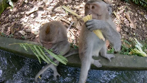 Two monkeys in the middle of the forest eating their food, looking at the camera Stock Footage 129553941