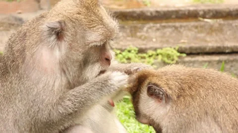 Two monkeys, one of which cleans second Video stock 25877198