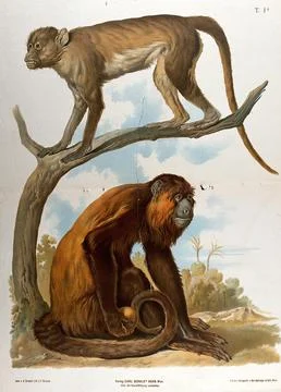 Two monkeys, one of which is standing on a tree branch. Chromolithograph by.. Illustrazione stock