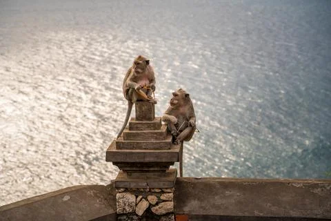 Two monkeys perched on a temple structure in Bali, one holding a vibrant or.. Stock Photos