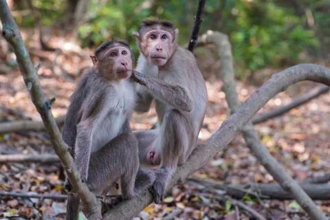 Two monkeys. Foto stock