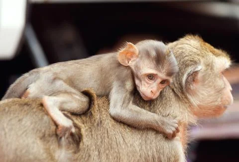 Two monkeys Stock Photos