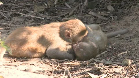 Two monkeys play figthing Video stock 10579669